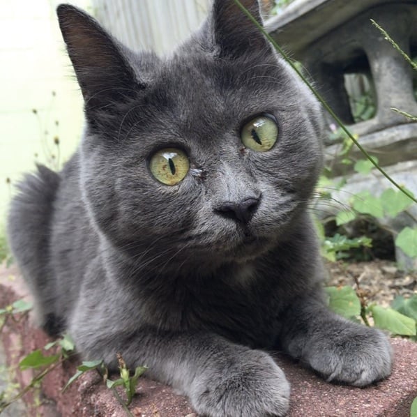 Kev-The-Cat-9.jpg