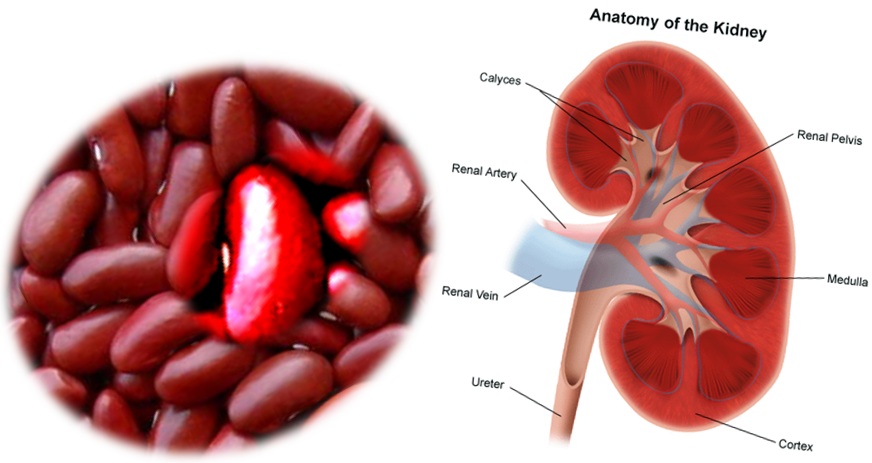 Kidney-Beans.jpg