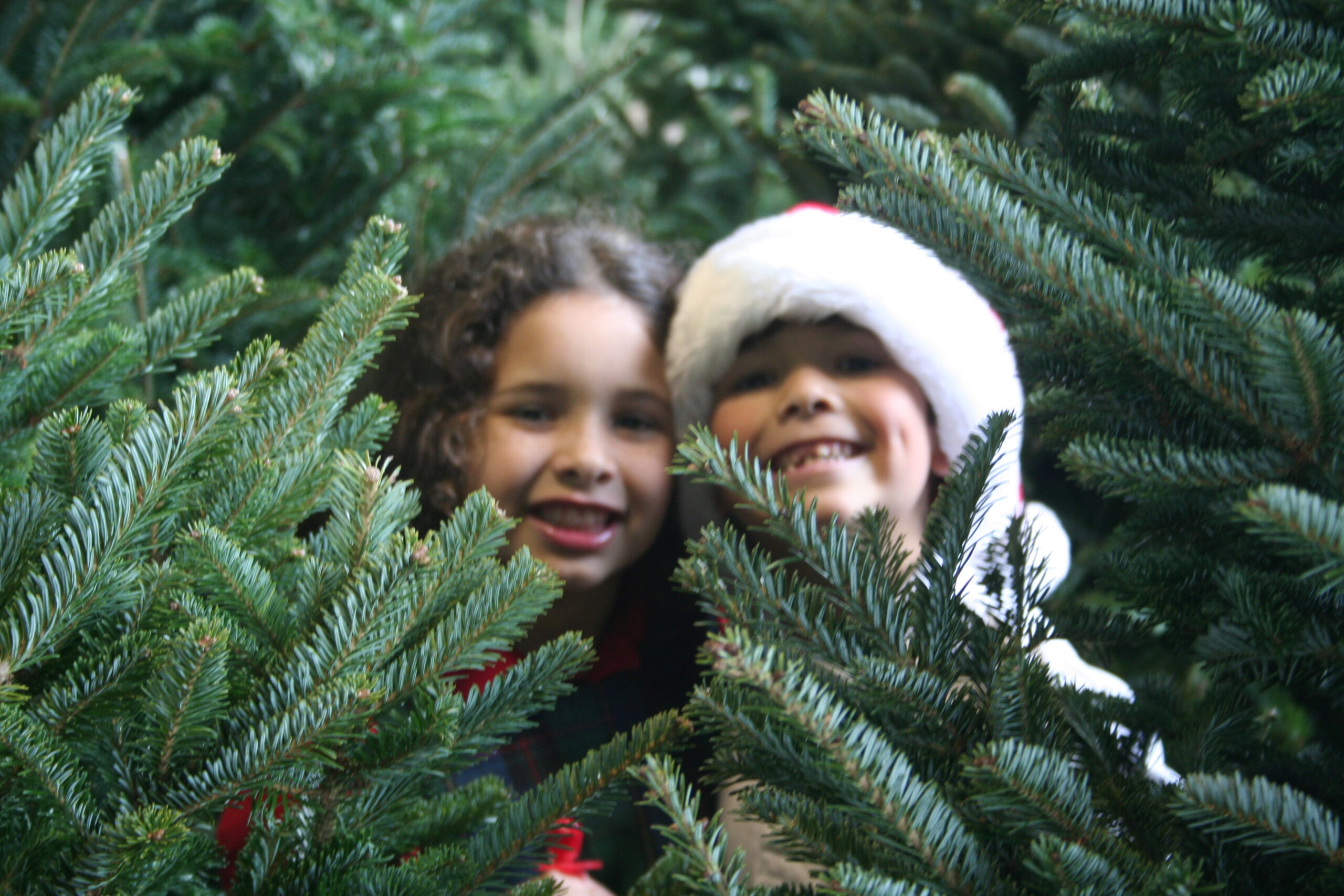 Kids-and-Christmas-trees.jpg