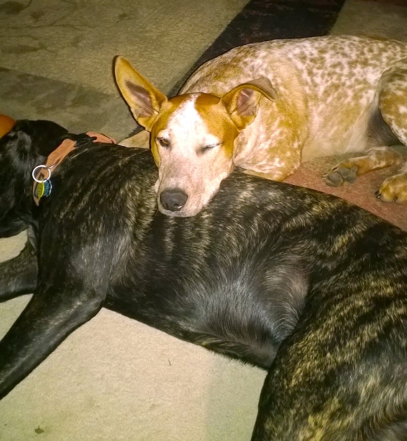 Kimmie-riliey-and-buddy-rescued-fur-babies.jpg Kimmie-riliey-and-buddy-rescued-fur-babies.jpg