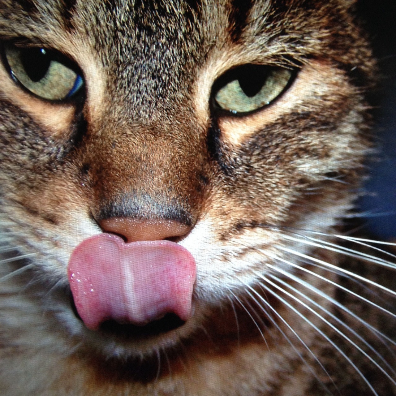 Kitten Cat's Eyes Portrait Cat Tiger Tongue