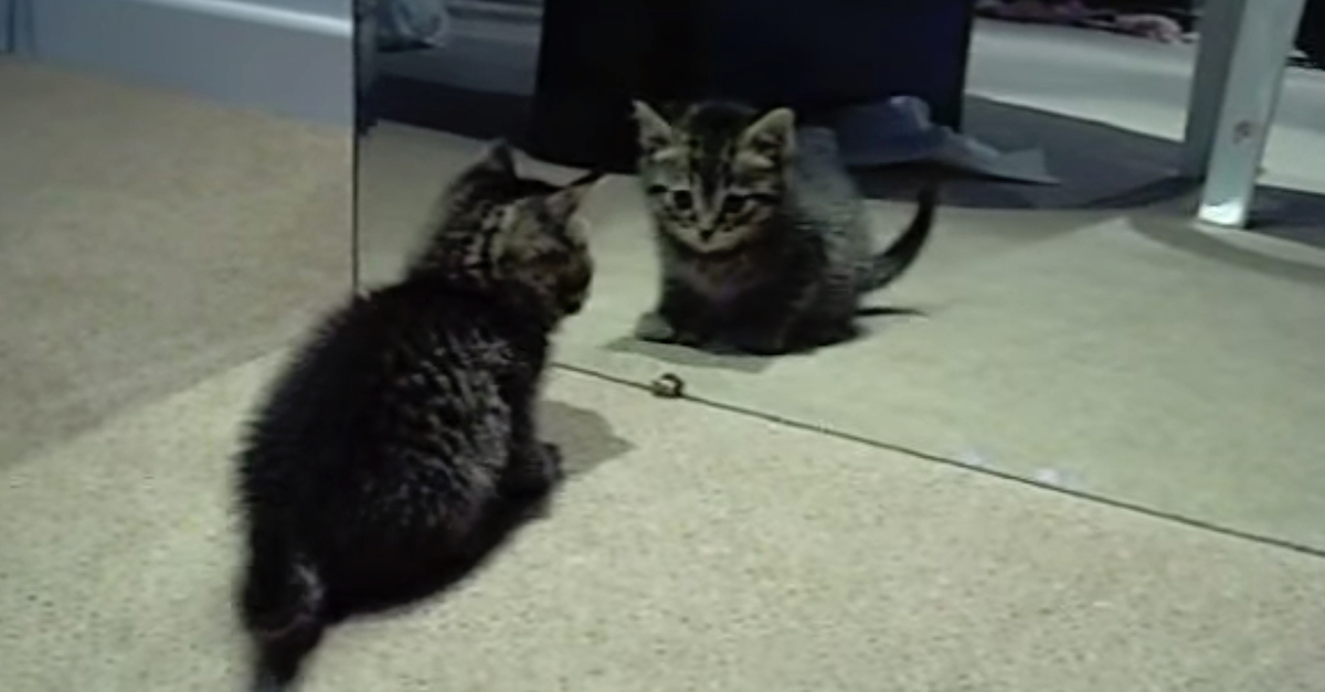 Kitten Reflection