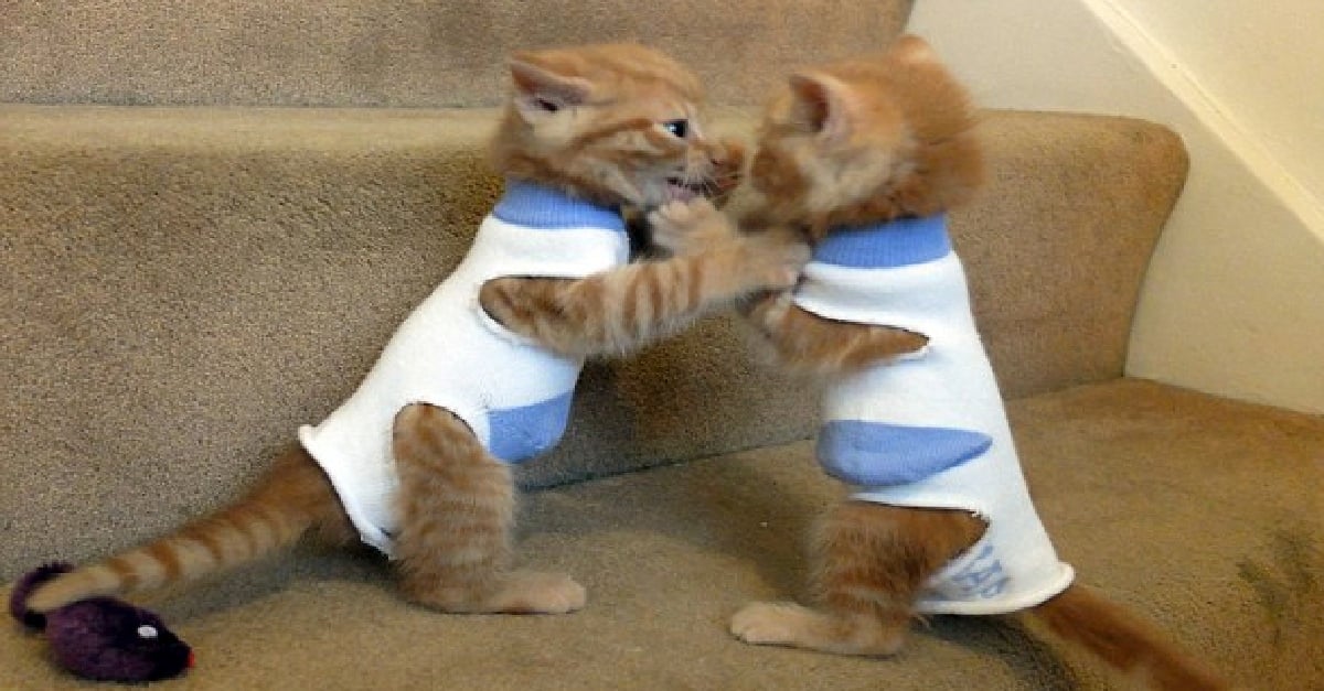 Kittens-Adoption-Adorable.jpg