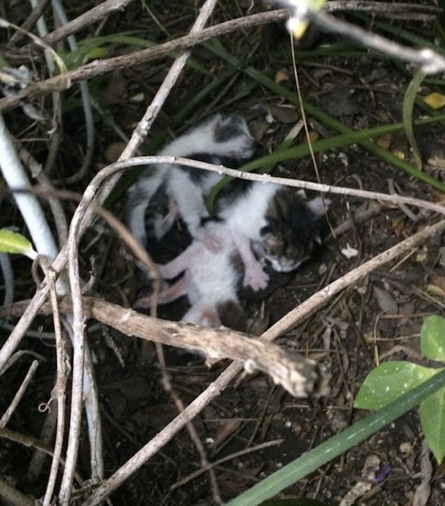 Kitty-Survivor-1.jpg Kitty-Survivor-1.jpg