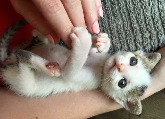 Kitty-Survivor-4.jpg
