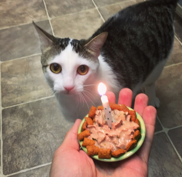 Kitty-Survivor-5.jpg