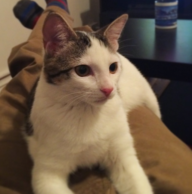 Kitty-Survivor-6.jpg