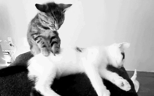 Kneading-Cat.gif