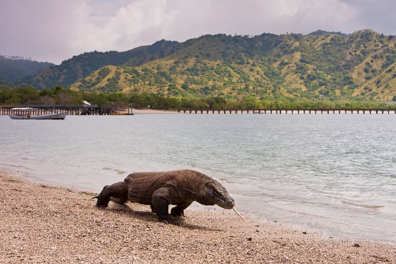 Komodo_dragon_at_Komodo_National_Park.jpg