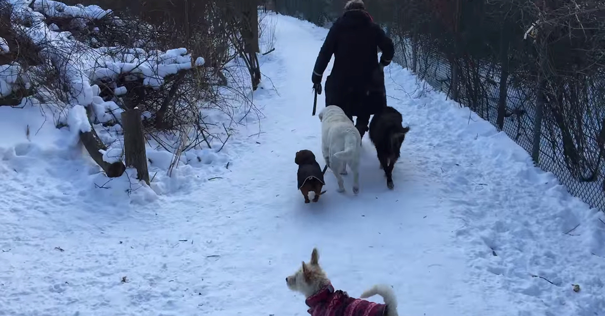 Lab Walks Dachshund