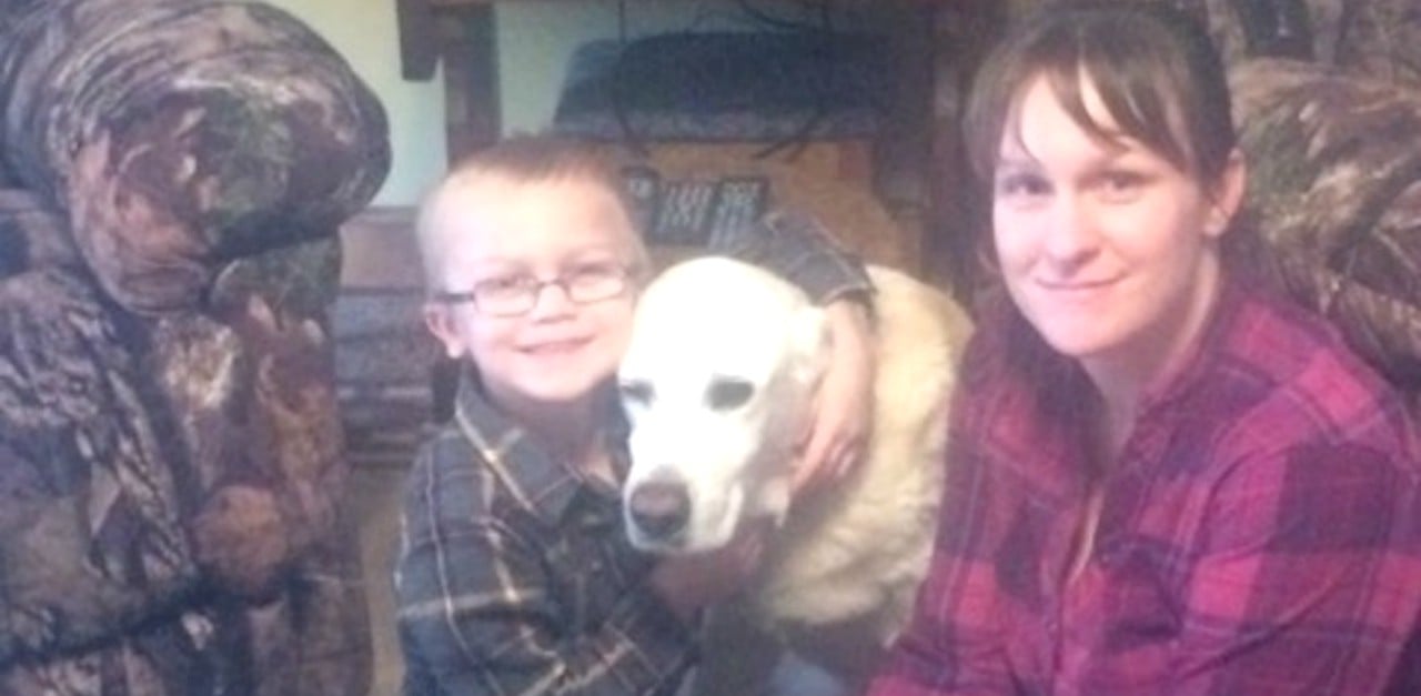 Labrador found in snow hp