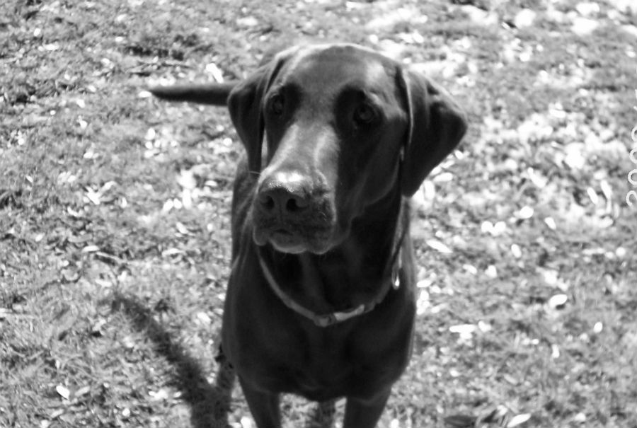 Lacy_1_photo_edit.jpg