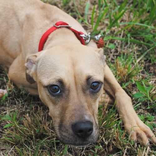 Laney-Dog-1.jpg