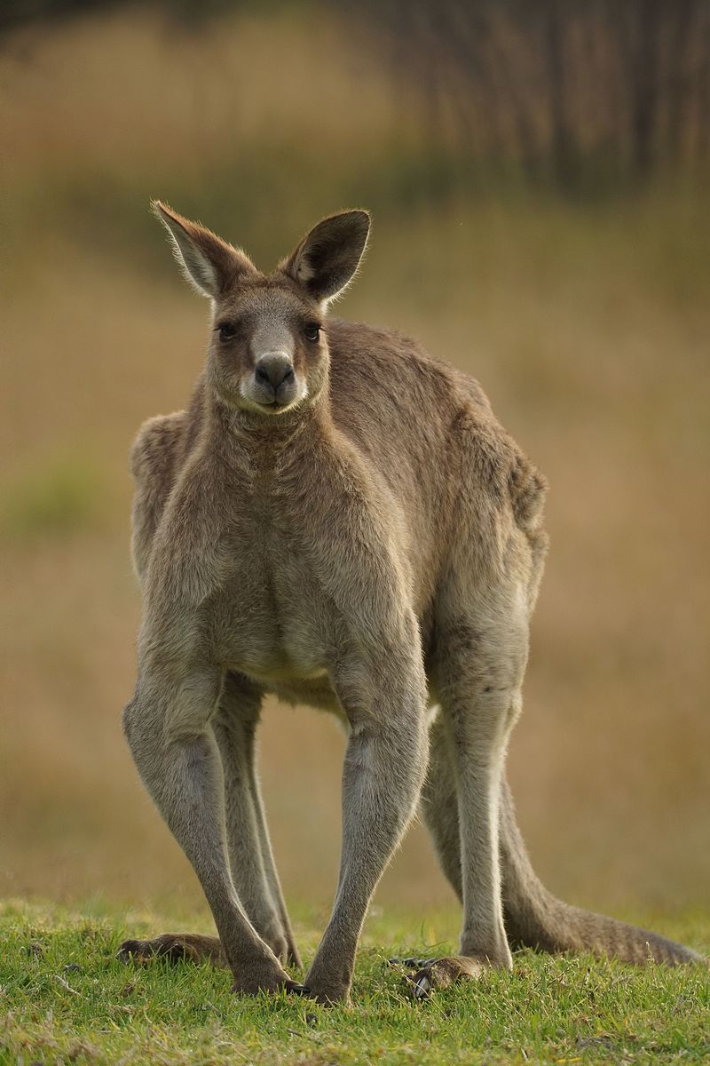 Large_Eastern_Grey_male_kangaroo_9645655070.jpg