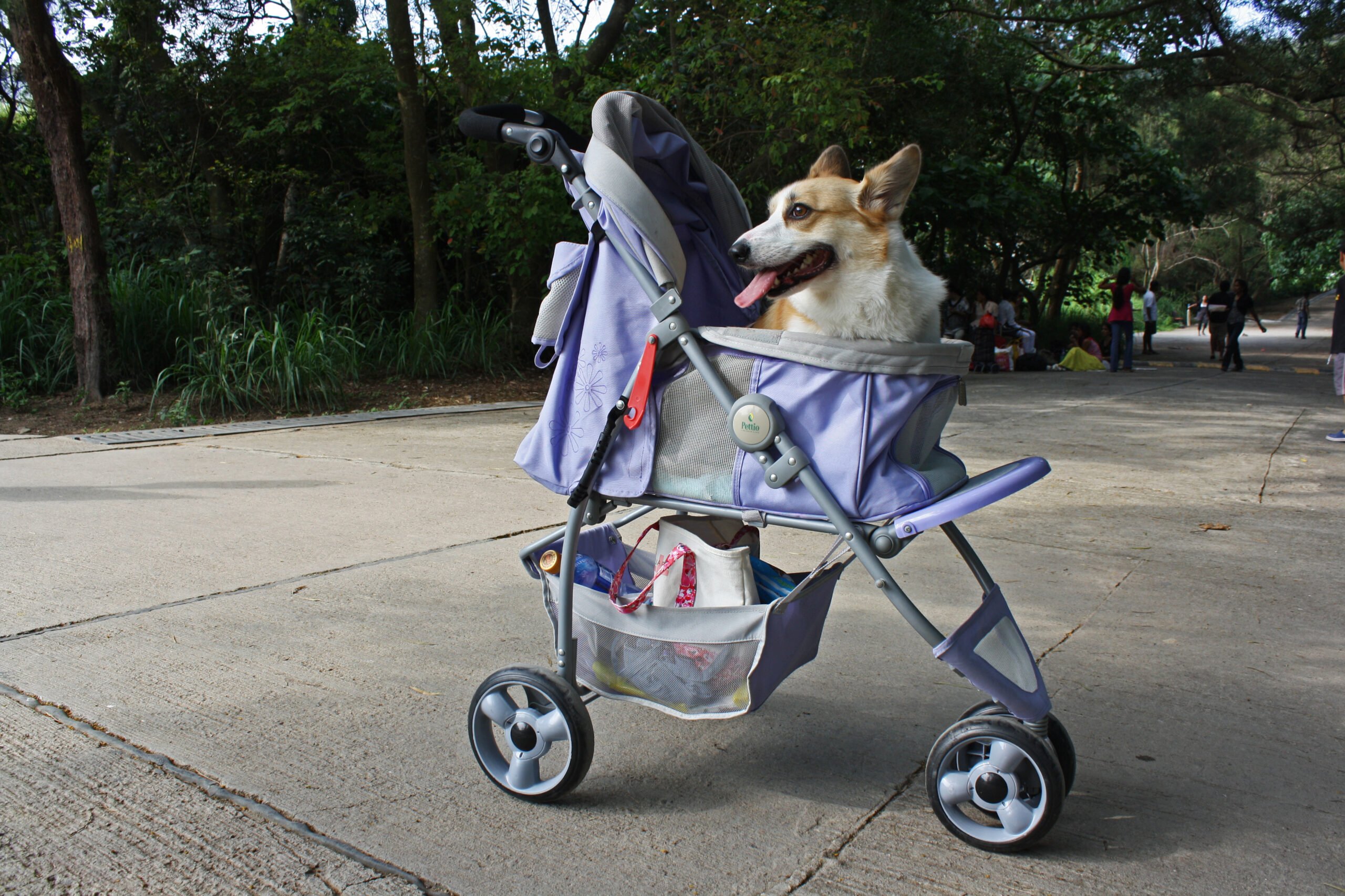 Lazy_corgi_5624163644.jpg