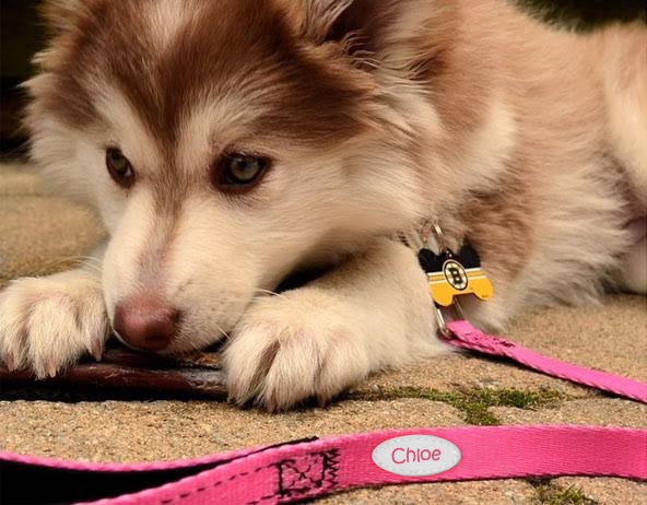 Leash-For-Dogs-PrideBites.jpg