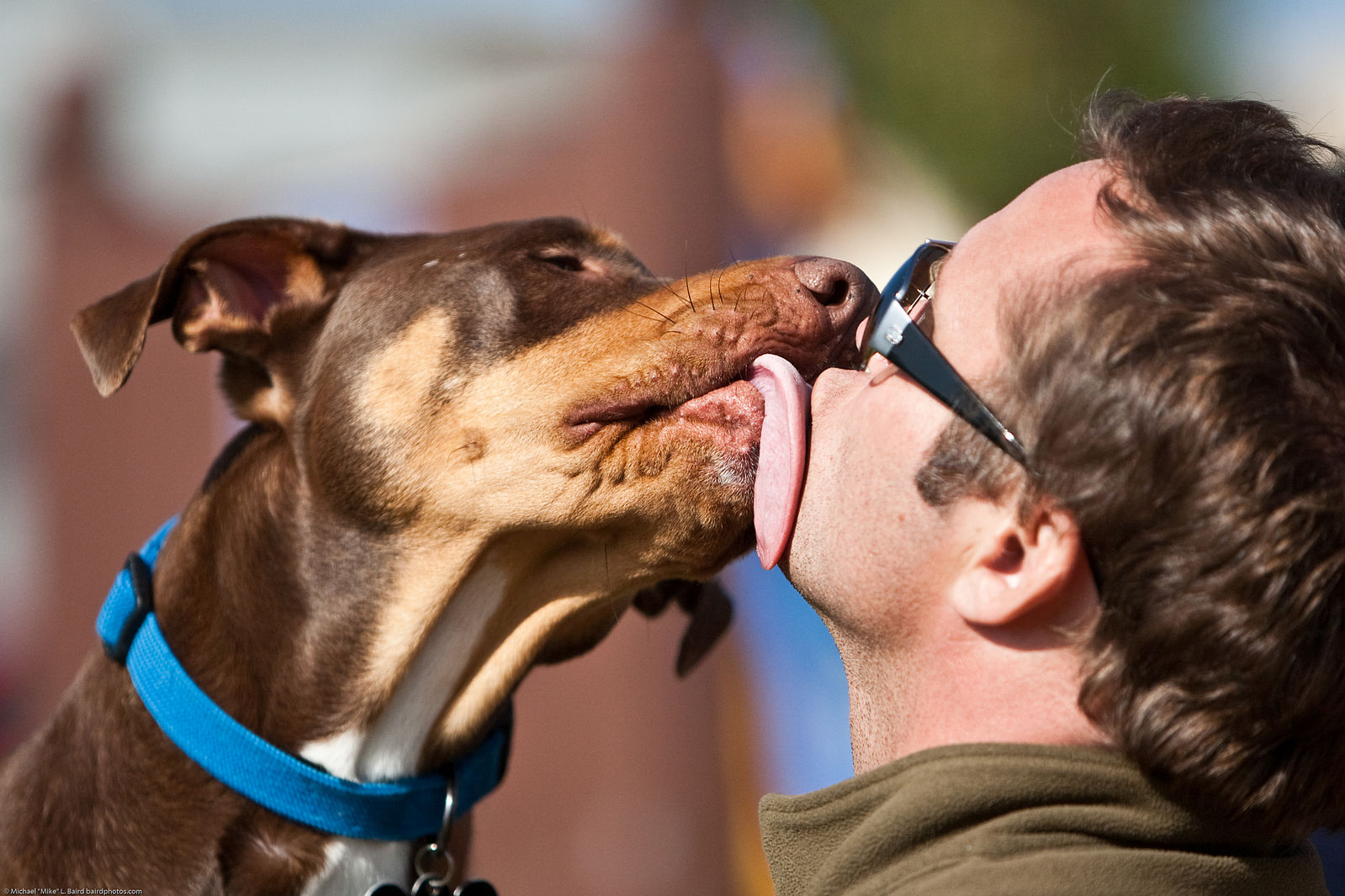 Licking_dog.jpg