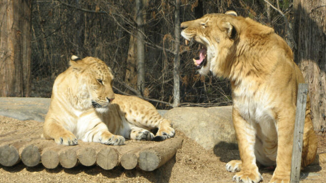 Liger_couple