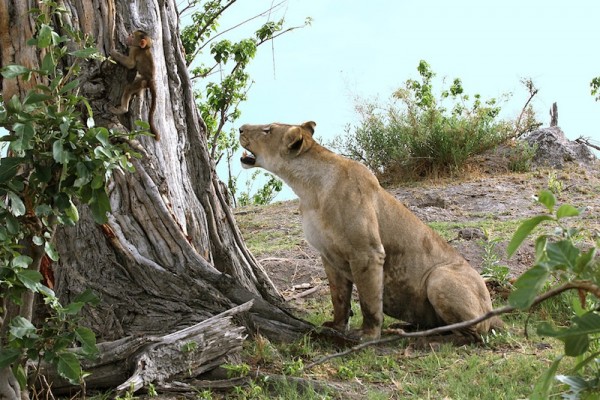 Lion-Baboon_DPP07DC0B1B0E0154-600x400-1.jpg