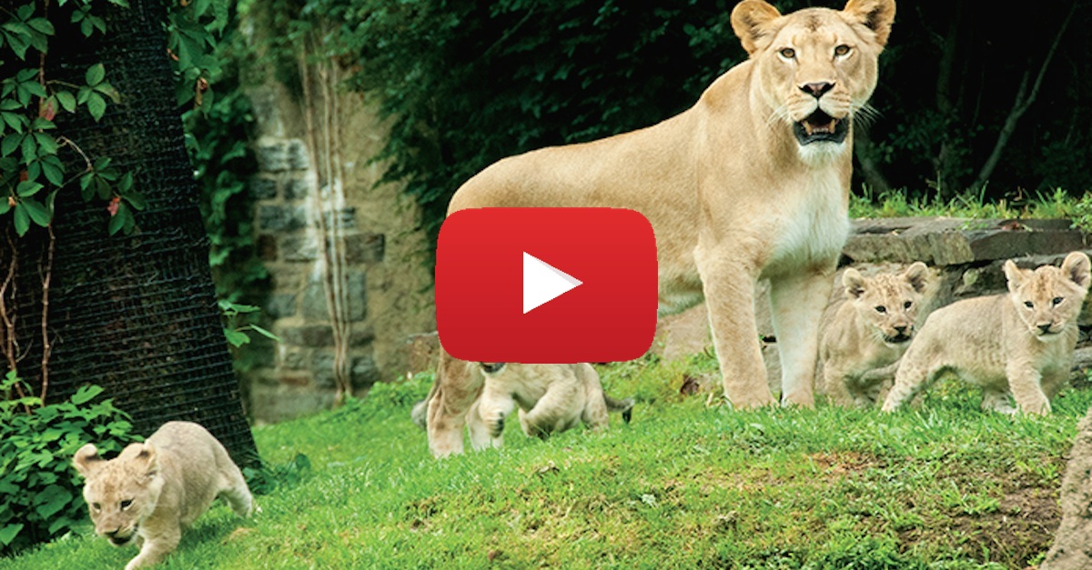 Lion Cubs Debut Philadelphia Zoo copy