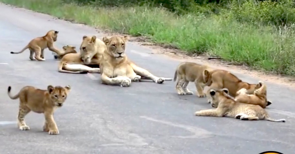 Lion Pride Sitting In Road