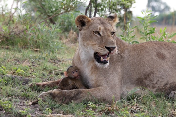 Lion-and-Baboon-600x399-1.jpg