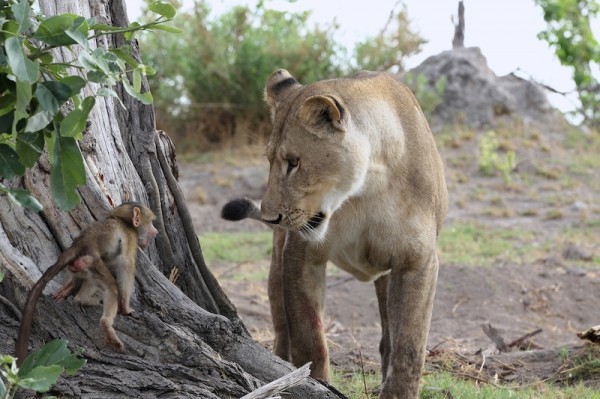 Lion-and-Baboon_DPP07DC0B0E150121-600x399-1.jpg