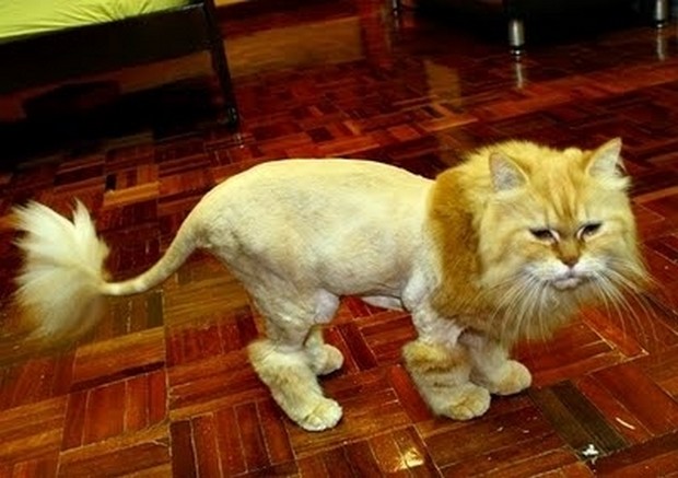 Lion_Haircuts_5.jpg