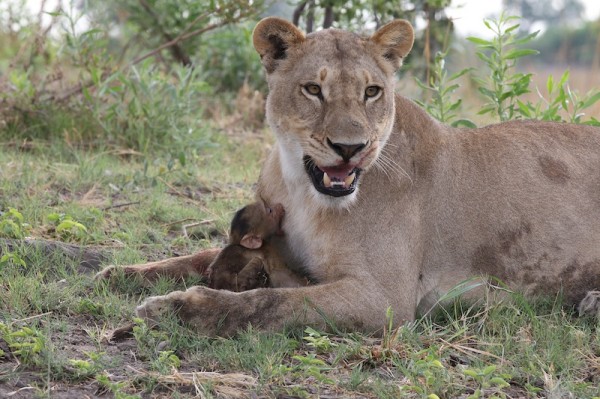 Lioness-Baboon_AH3C0012-600x399-1.jpg