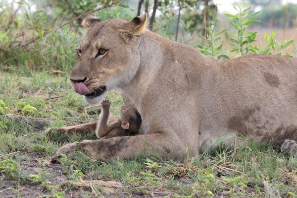 Lioness-Baboon_AH3C0030-600x399-1.jpg