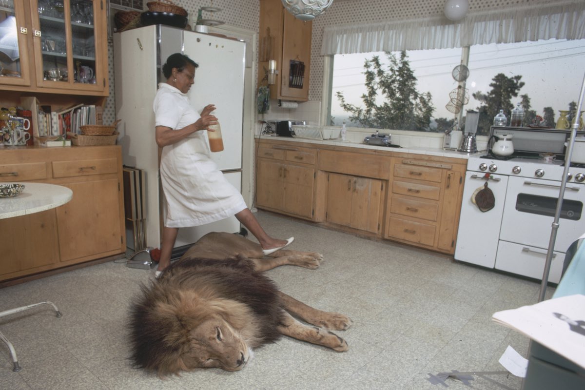 In The Kitchen With Neil The Lion