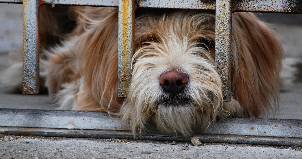Lonely-Dog-from-Adan-Garcia.jpg Lonely-Dog-from-Adan-Garcia.jpg