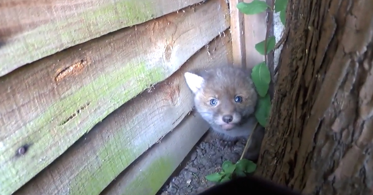 Lost fox cub brought back home