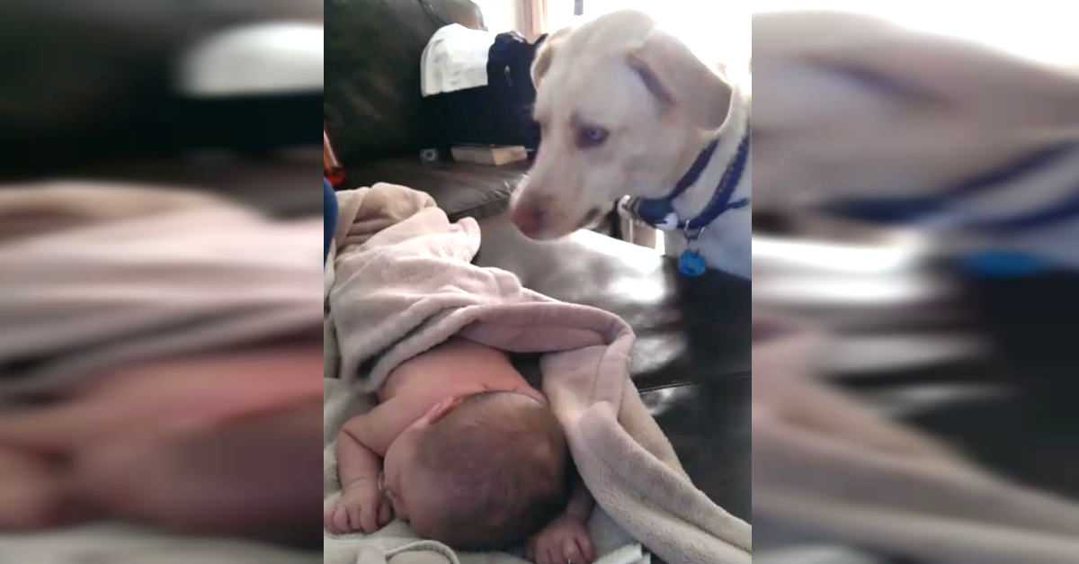 Loyal Dog Tucks baby Into bed