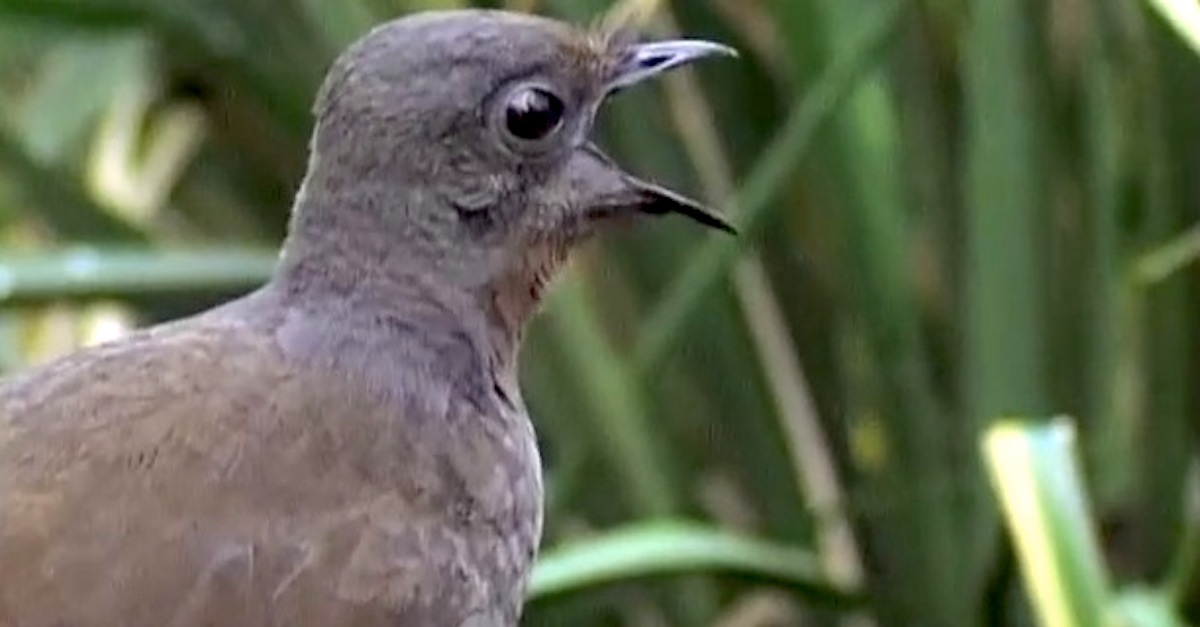 Lyre Bird sings like a chainsaw