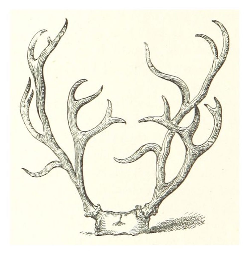 MACKINNON1878_p150_FEMALE_REINDEER_HORNS_A_EXTREMLY_FINE_PAIR.jpg