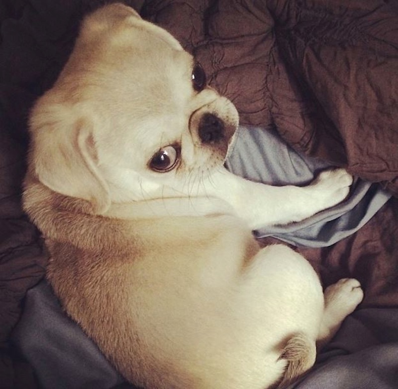 Maia-This-is-Smokey-McPlupp-OSullivan.-Hes-a-rare-silver-pug.jpg