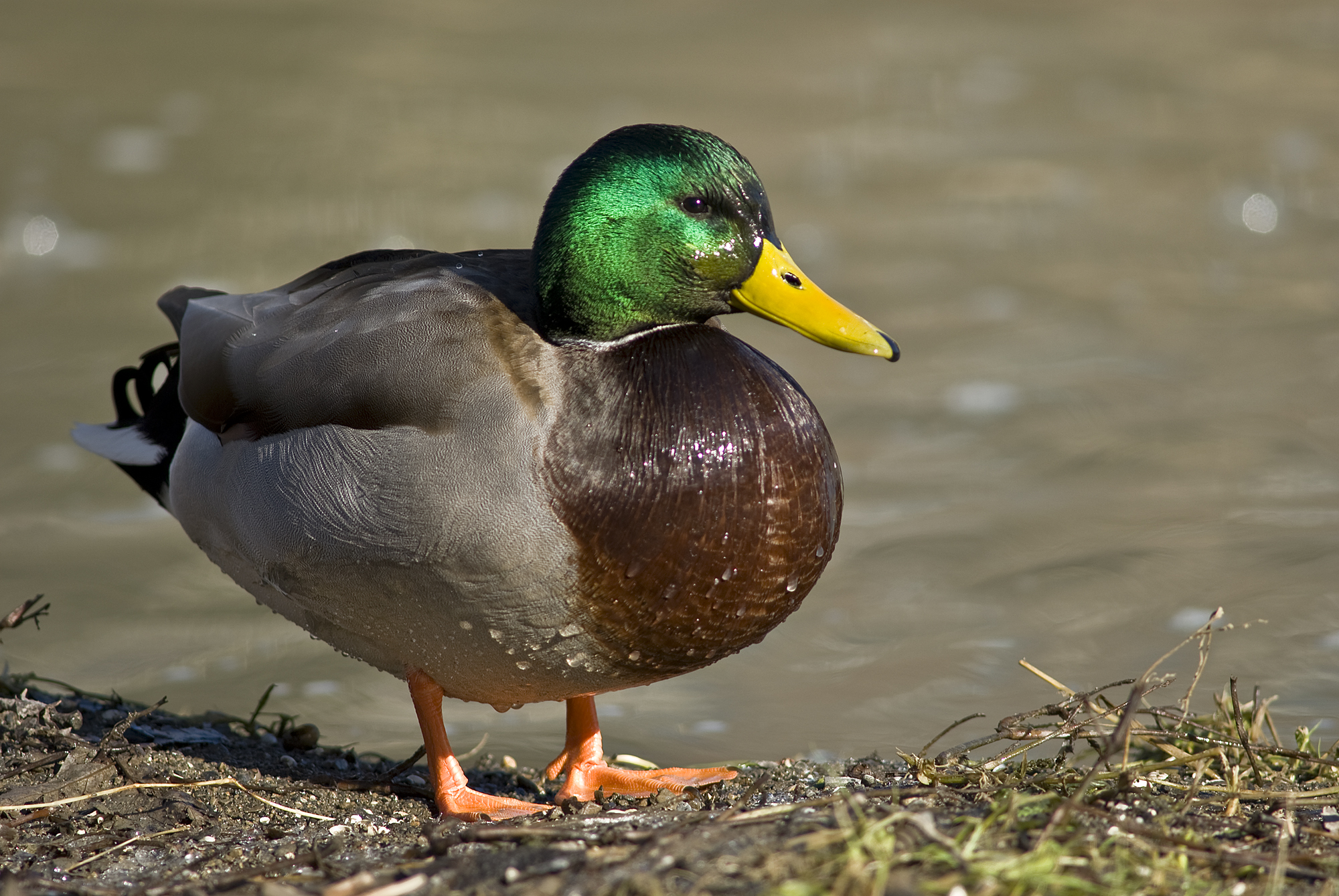 Male_mallard_duck_2.jpg