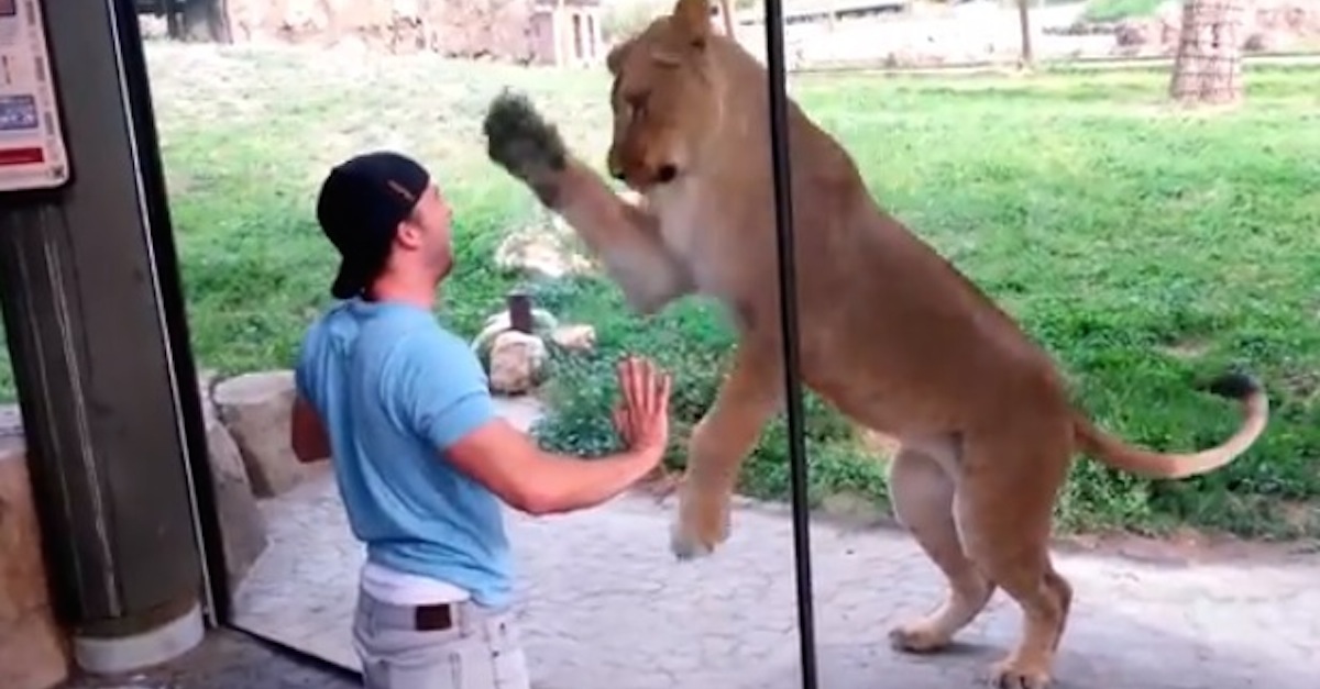 Man playing with lions at the zoo