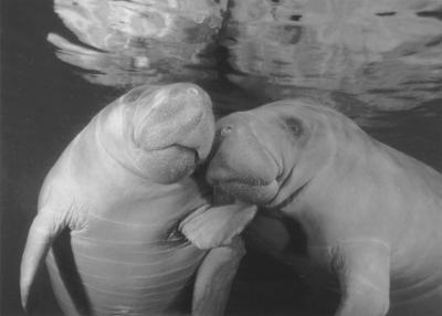 Manatee2.jpg