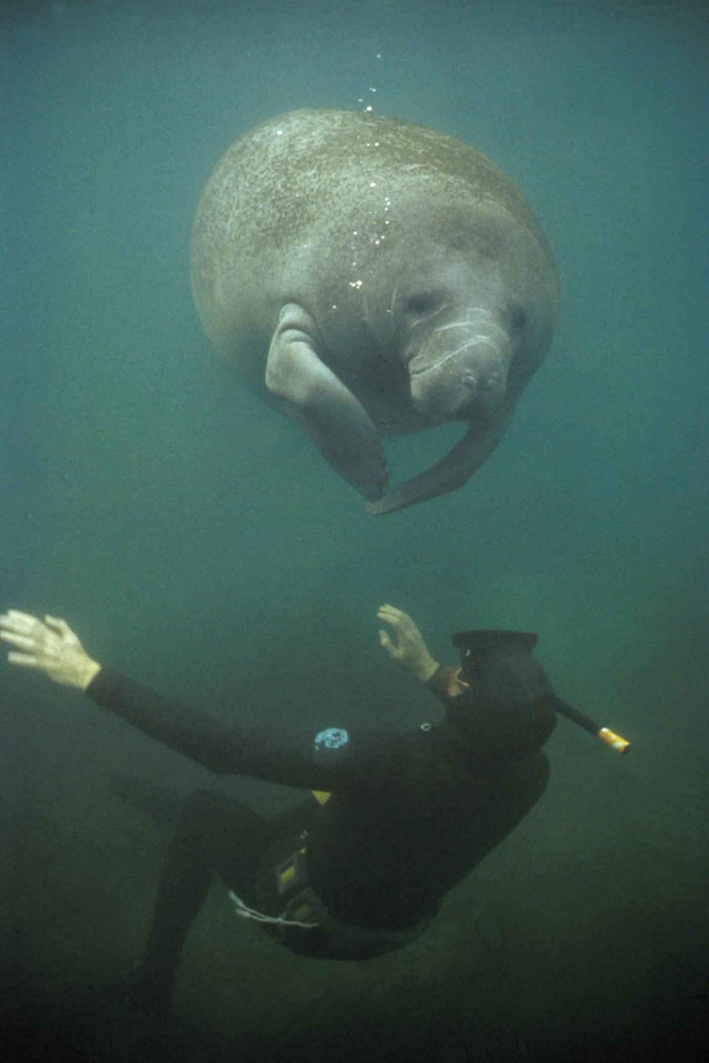 Manatee_and_diver.jpg