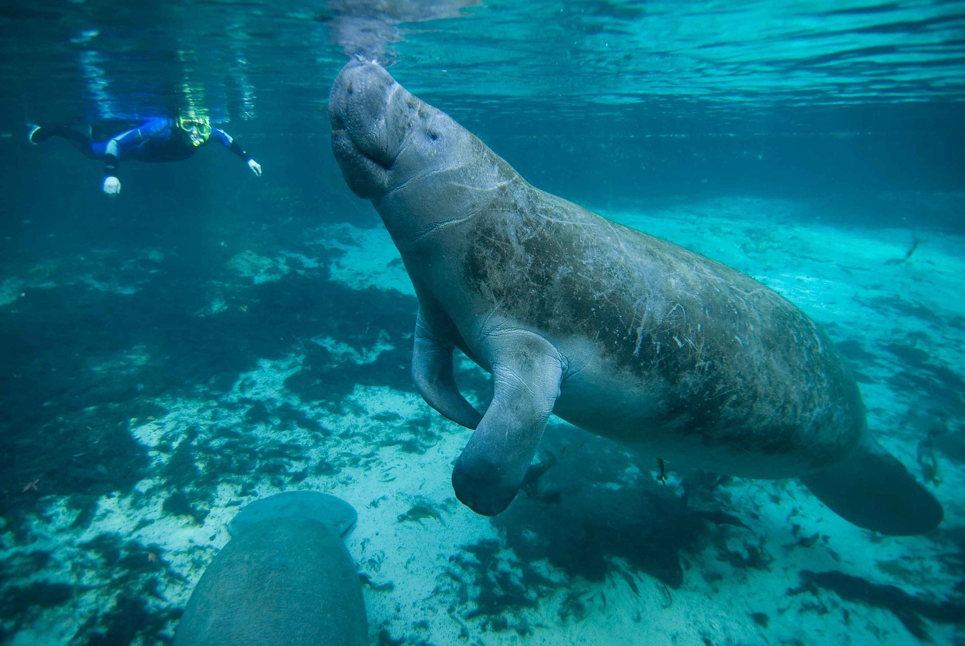 Manatee_swims_underwater.jpg