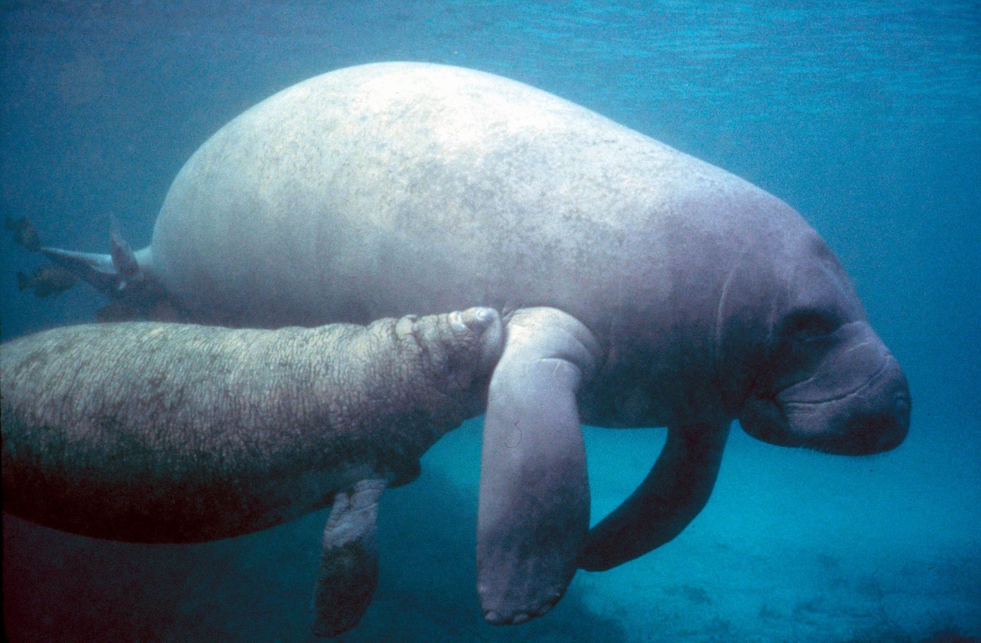 Manatee_with_calf.PD_-_colour_corrected-1.jpg