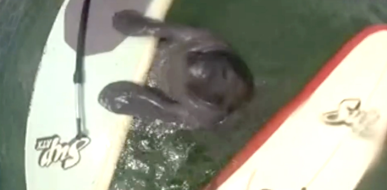 Manatees