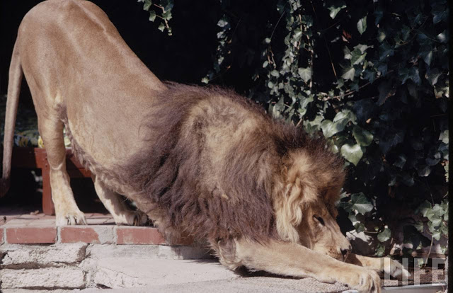 Michael-Rougier-Lions-Lions-More-Lions-ca.-1970s-LIFE-Magazine13.jpg