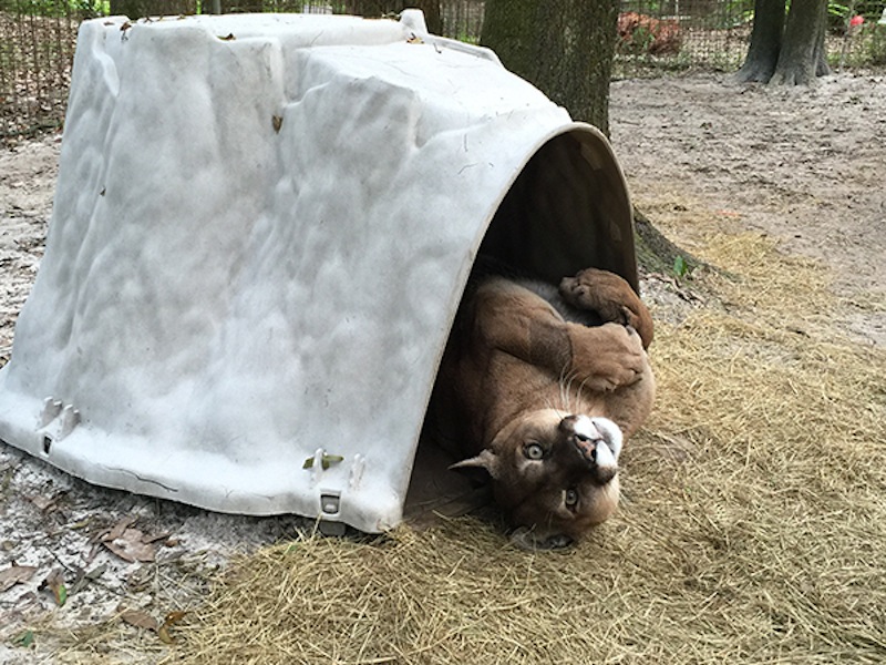 Mickey-Cougar-2015-04-05-15.32.33.jpg