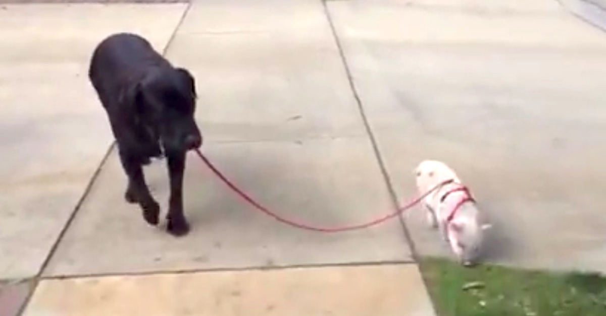 Mini Pig Walking a Dog