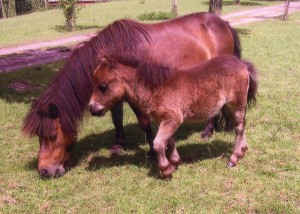 Mini-Pony-1.jpg Mini-Pony-1.jpg