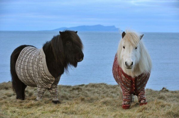 Mini-Pony-11.jpg