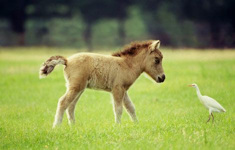 Mini-Pony-14.jpg